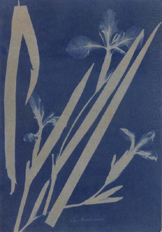 Anna Atkins Iris Pseudocorus china oil painting image
